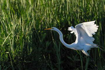 Great Egret frolicking in morning light, at local lake, Fishers, Indiana, Summer. 
