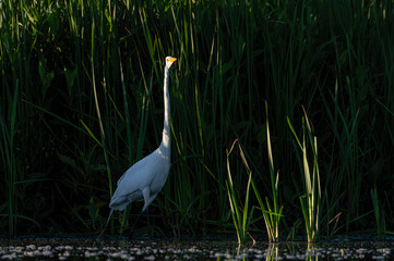 Great Egret frolicking in morning light, at local lake, Fishers, Indiana, Summer. 