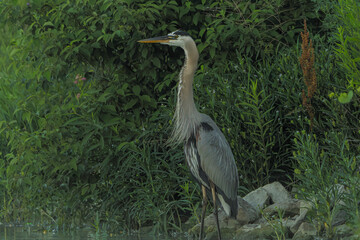 Great Blue Heron stalking for prey in morning light, local lake, Fishers, Indiana, summer. 
