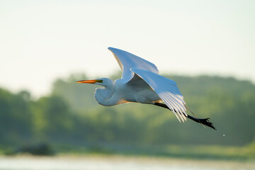 Great Egret frolicking in morning light, at local lake, Fishers, Indiana, Summer. 