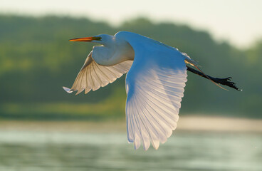 Great Egret frolicking in morning light, at local lake, Fishers, Indiana, Summer. 