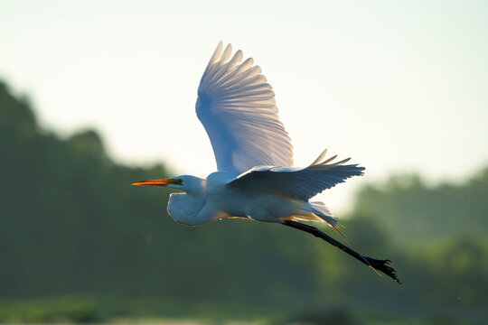 Great Egret frolicking in morning light, at local lake, Fishers, Indiana, Summer. 
