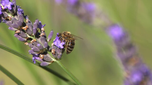 Abeilles qui volent et butinent dans les lavandes film&eacute; au ralenti en macro