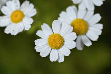Daisy 