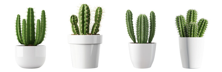 cactus isolated on white