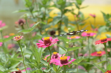 Butterfly perched on pink flower in a field, vibrant, nature, beauty, summer, wildlife, garden, colorful, outdoor, delicate, vibrant colors.