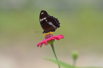Butterfly perched on pink flower in a field, vibrant, nature, beauty, summer, wildlife, garden, colorful, outdoor, delicate, vibrant colors.