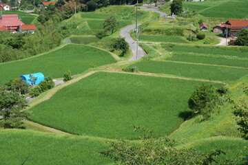 Shimane,Japan - July 3, 2024: Rice terrace at Okuizumo, Shimane, Japan