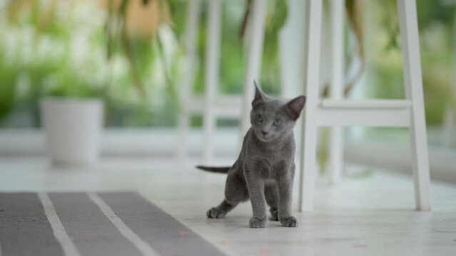 Young playful Russian Blue kitten playing around by the window, getting the zoomies. Gorgeous blue-gray cat with green eyes. Family pet at home.