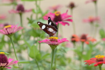 Butterfly perched on pink flower in a field, vibrant, nature, beauty, summer, wildlife, garden, colorful, outdoor, delicate, vibrant colors.