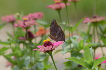 Butterfly perched on pink flower in a field, vibrant, nature, beauty, summer, wildlife, garden, colorful, outdoor, delicate, vibrant colors.