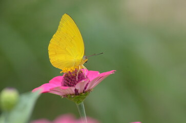 Butterfly perched on pink flower in a field, vibrant, nature, beauty, summer, wildlife, garden, colorful, outdoor, delicate, vibrant colors.