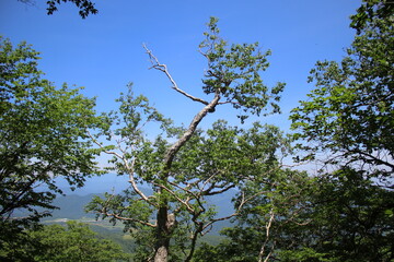 Fototapeta premium 霧降高原とその周辺の風景