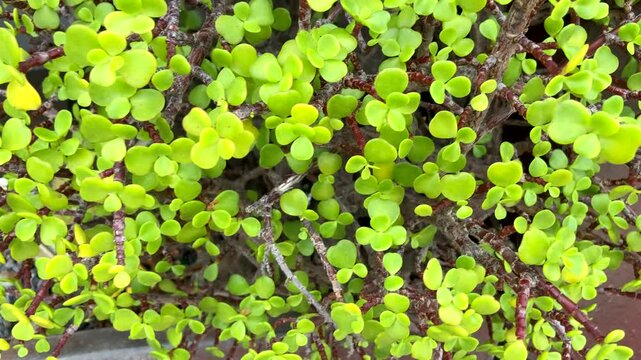 Portulacaria afra or Spekboom, Elephant Bush, Porkbush is a small-leaved succulent plant native from South Africa,4k