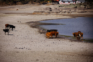 vacas a la orilla del lago