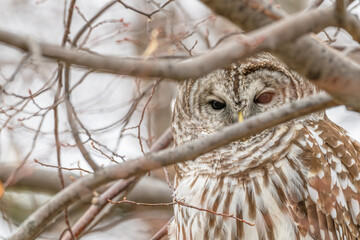 Closeup of a barred owl perched in a tree.