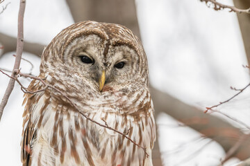 Closeup of a barred owl perched in a tree.