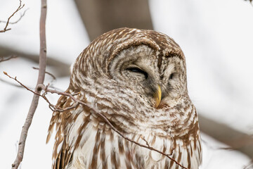 Closeup of a barred owl perched in a tree.