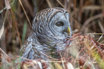 Closeup of a barred owl perched in a tree.