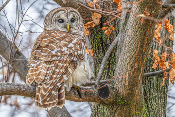 Closeup of a barred owl perched in a tree.