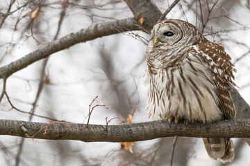 Closeup of a barred owl perched in a tree.