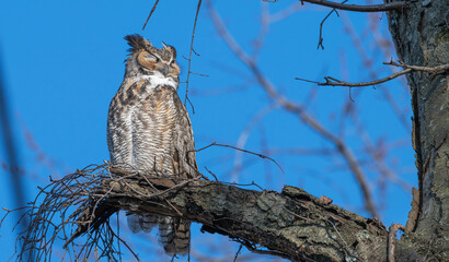 Closeup of a great horned owl perched in a tree.