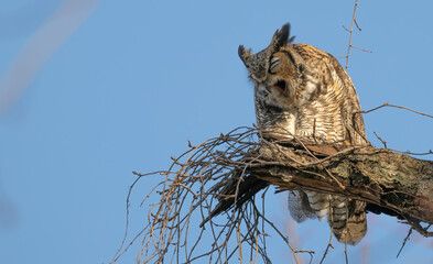 Closeup of a great horned owl perched in a tree.