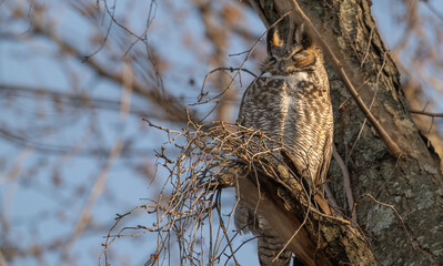 Closeup of a great horned owl perched in a tree.