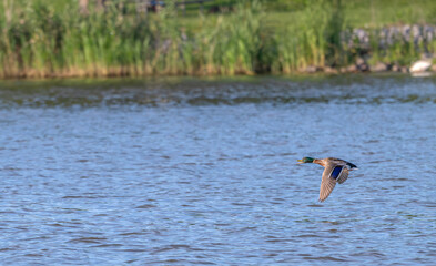 Mallard drake, or male mallard duck, flying low over a lake.