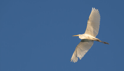 White heron, or great egret, flying overhead against a blue sky.