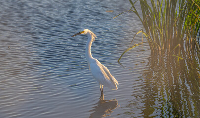 Closeup of a snowy egret standing in a shallow lake.