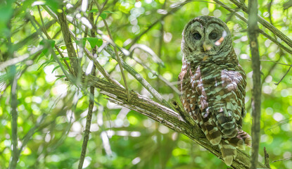 Barred owl perched in a tree.