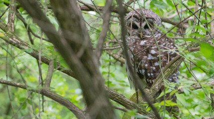 Barred owl perched in a tree.