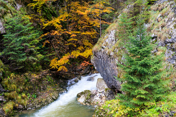 Europe, Romania. Bicazului Gorges, and Red Lake region. Fall color along the raging river.