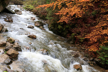 Europe, Romania. Bicazului Gorges, and Red Lake region. Fall color along the raging river.
