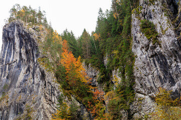 Europe, Romania. Bicazului Gorges, and Red Lake region. Fall color along the raging river.
