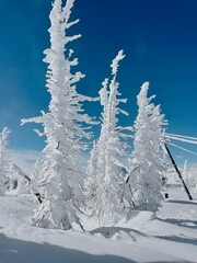 snow covered trees in the mountains