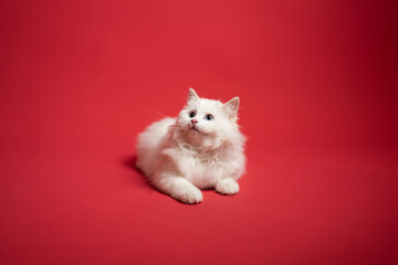 Sesión de fotos en estudio para gatos raza Ragdoll 