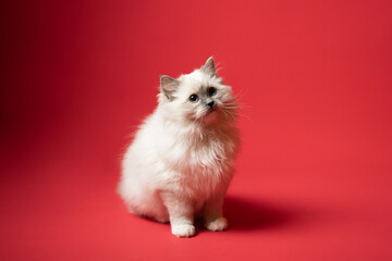 Sesión de fotos en estudio para gatos raza Ragdoll 