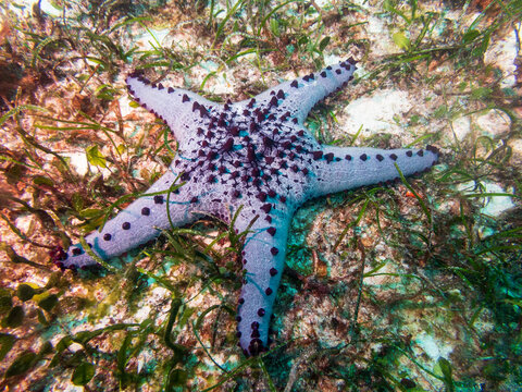 Panamic cushion star (Pentaceraster cumingi) near Malapascua Island, Philippines. Underwater photography and travel.
