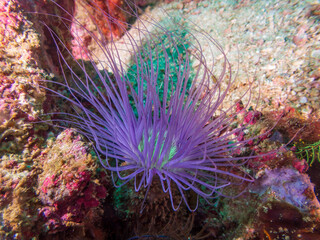 Purple tube-dwelling anemone on coral reef near Malapascua, Philippines.  Underwater photography and travel.