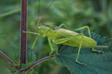 Tettigonia viridissima - a species of straight-winged insect from the grasshopper family Tettigoniidae. It occurs in Europe, Asia and northern Africa. Particularly common in Central Europe. Close-up 