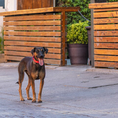 brown dog in front of restaurant