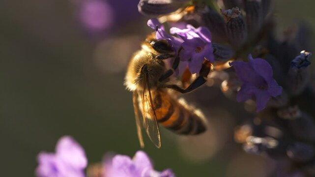 Abeilles qui volent et butinent dans les lavandes film&eacute; au ralenti en macro