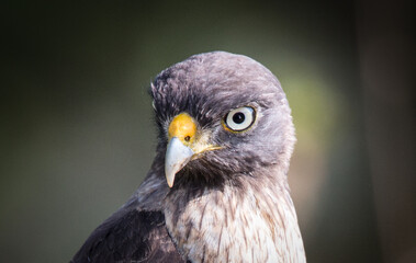 Roadside Hawk