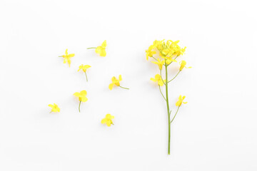 Beautiful yellow rapeseed flowers on white background, flat lay