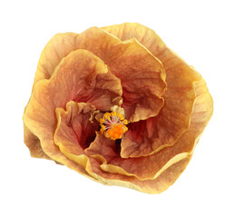 One beautiful hibiscus flower isolated on white © New Africa