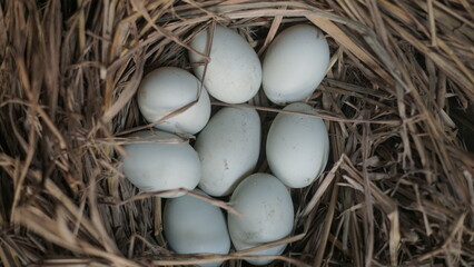 fresh free duck eggs in a nest of hay