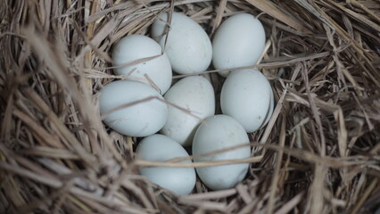 fresh free duck eggs in a nest of hay