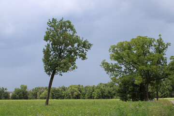 Leaning red oak tree in a meadow with dark clouds at Miami Woods in Morton Grove, Illinois